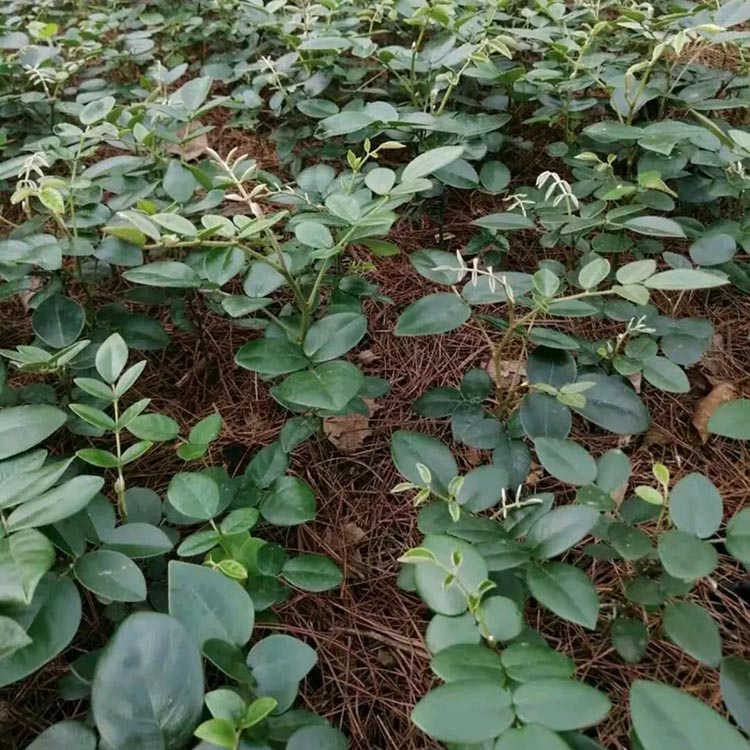 云南广西山豆根苗价格 基地现采摘发货 提供种植移栽技术支持 山豆根种苗批发1