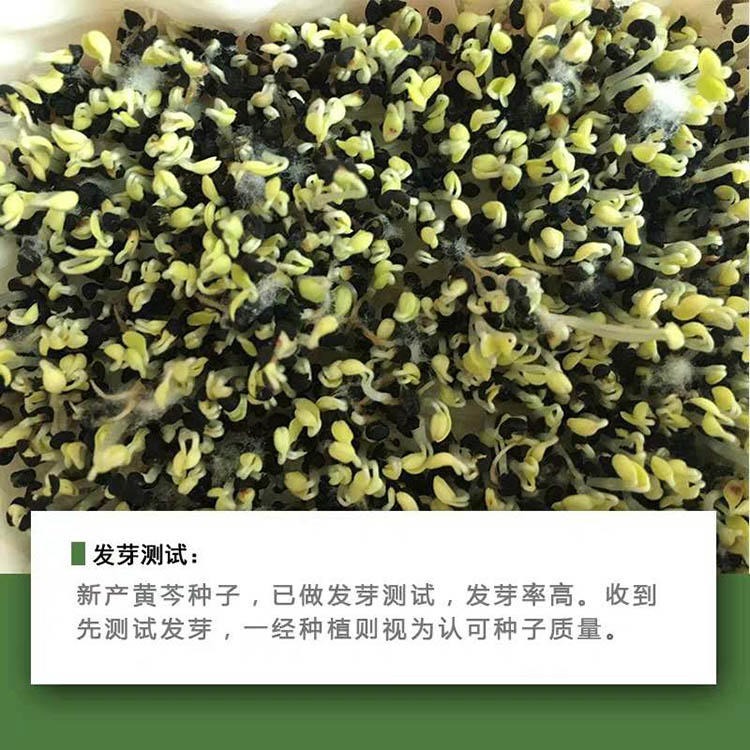 黄芩种子 药材种子 提供技术指导 包发芽 纯新黄芩籽 药材种子、种苗4