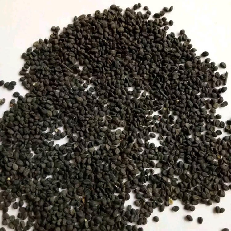 黄芩种子 药材种子 提供技术指导 包发芽 纯新黄芩籽 药材种子、种苗