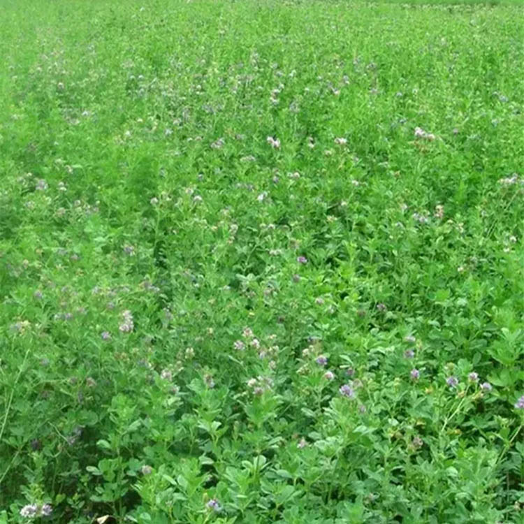 高产牧草种子 紫花苜蓿种子 其他种苗、种子、种球 厂家直销 支持1