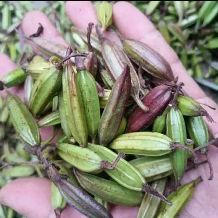 药材种子 免费提供种植技术 云南紫花三叉白芨种子 基地直销