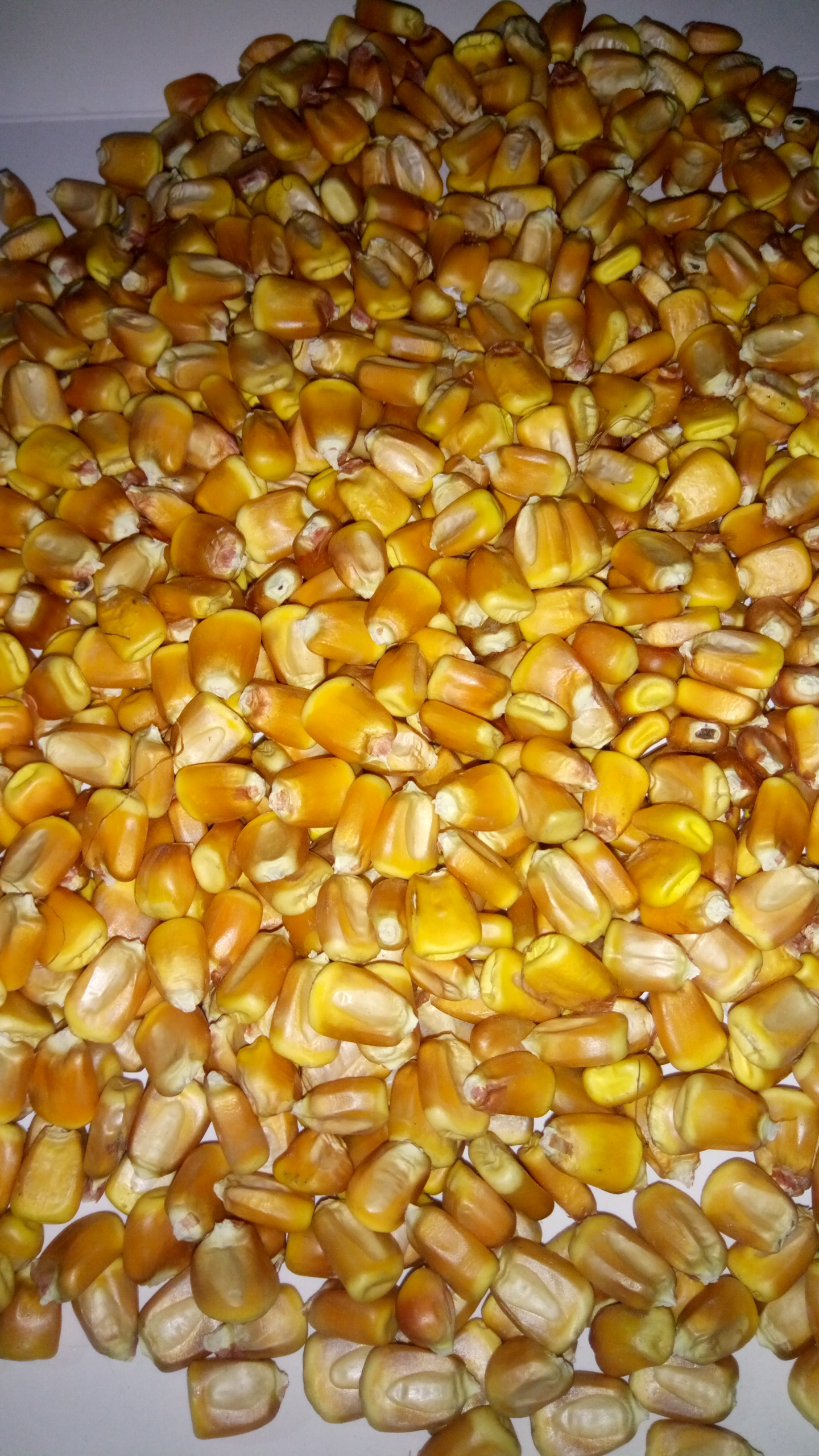 先锋玉米粒水分14容重680颗粒饱满色泽金黄2