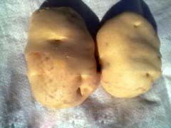 山西土豆晋薯16号个大皮薄芽眼浅淀粉含量高营养丰富 薯类