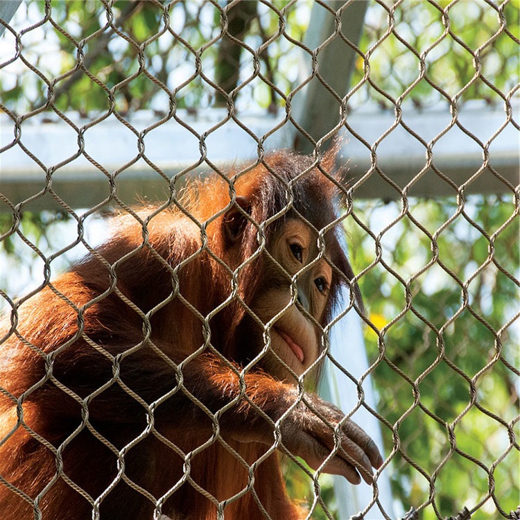 不锈钢动物园围网厂家 钢丝网 动物园笼舍网 创辉动物笼舍网