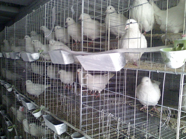 13981801821 成都优质鸽子笼 鑫西华鸽笼厂家 肉鸽笼 四川钢丝鸽笼2