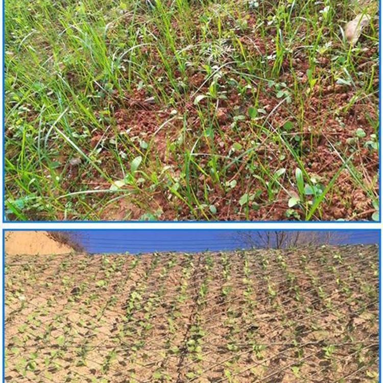 陕西绿化客土喷播专业施工客土喷播草种技术要求喷灌厂家植生袋喷播机