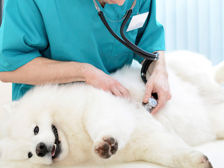 为您推荐周到的宠物手术 手机软件 宠物医疗师