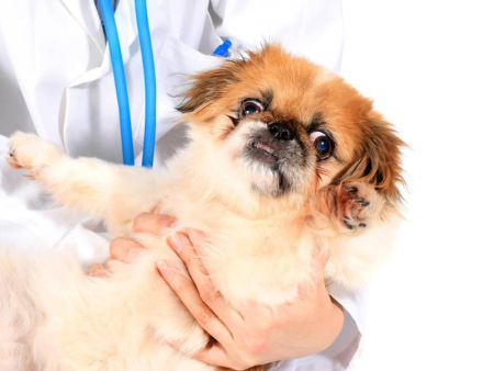 宁城宠物手术室 口碑好的宠物手术公司 凌源宠物之家 旅游服务