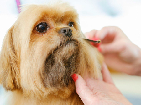承德宠物美容师 手机软件 荐有保障的宠物美容1