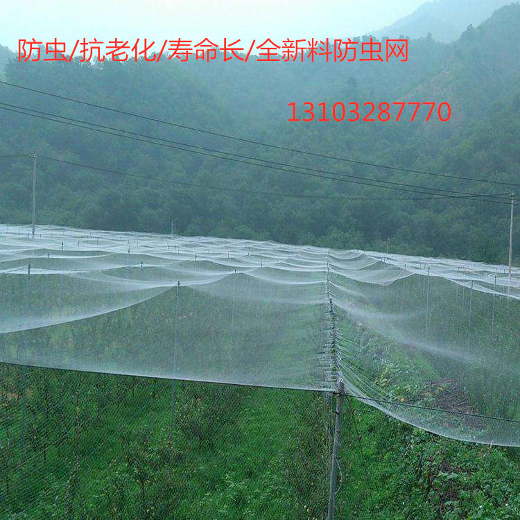 塑料防虫网 防虫网价格 鑫隆防虫网 尼龙防虫网1