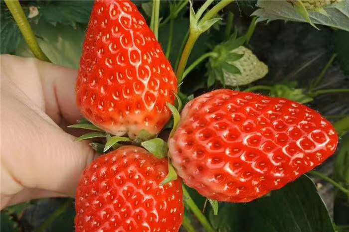 量大优惠可南北方种植地栽草莓苗 果树 宁玉草莓苗现挖现卖3