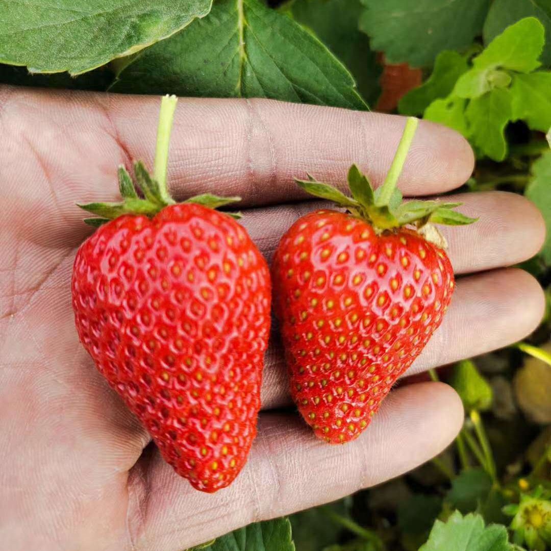 量大优惠可南北方种植地栽草莓苗 果树 章姬草莓苗现挖现卖