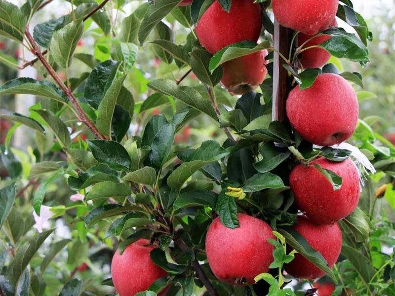 个头大不沙化的苹果 矮化苹果苗3公分苹果树 众成一号苹果苗 新品种苹果苗2