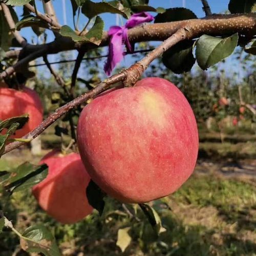 个头大不沙化的苹果 矮化苹果苗3公分苹果树 众成一号苹果苗 新品种苹果苗