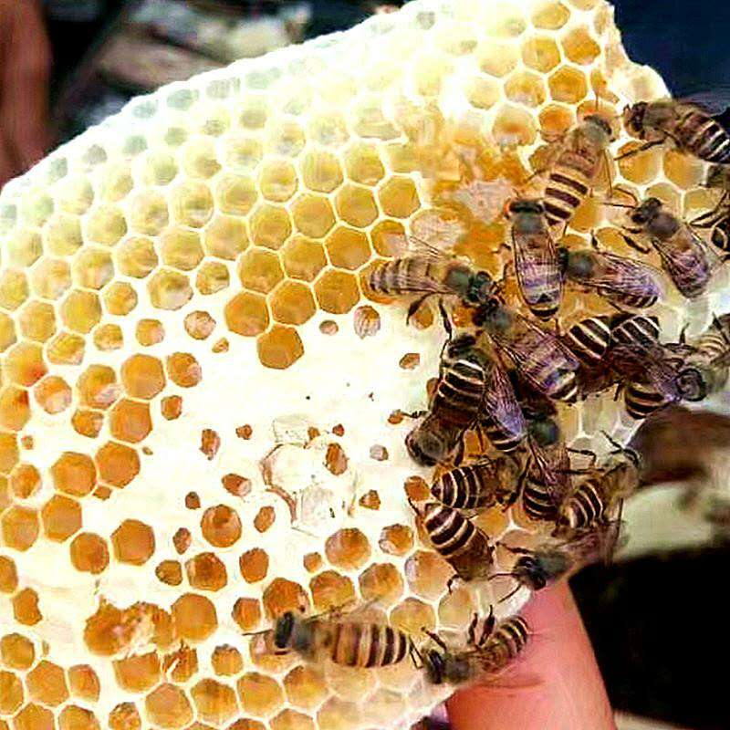 树参蜜 手工蜂蜜 阿龙家的土蜂蜜 零污染 无添加 井冈山原生态4
