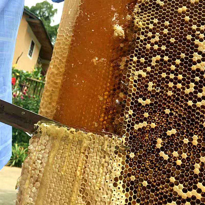 树参蜜 手工蜂蜜 阿龙家的土蜂蜜 零污染 无添加 井冈山原生态