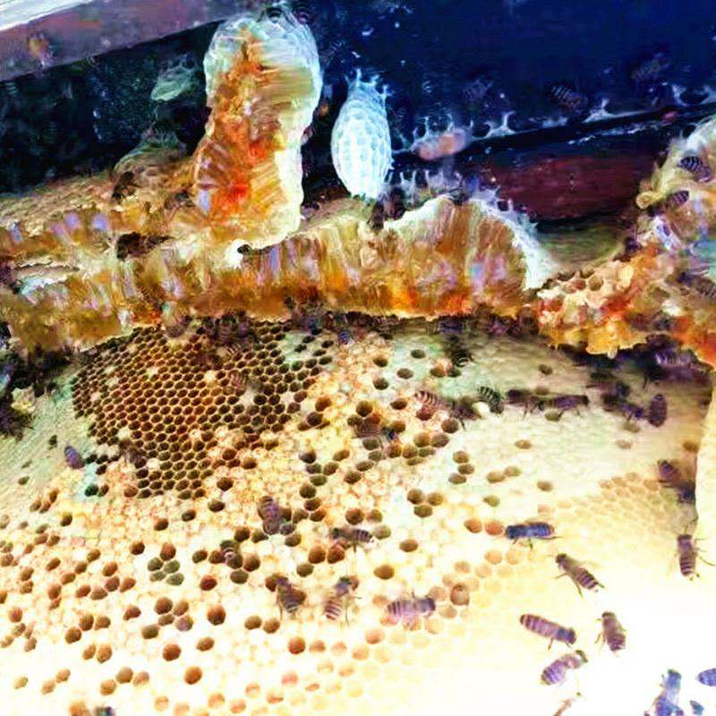 树参蜜 手工蜂蜜 阿龙家的土蜂蜜 零污染 无添加 井冈山原生态1