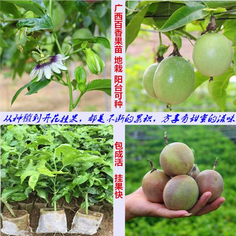 广西百香果果苗 其他种苗、种子、种球1
