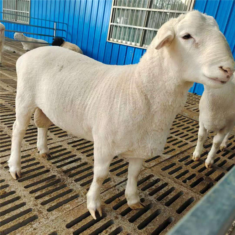 动物种苗 自繁自养白头杜泊绵羊二产母羊自由挑选6