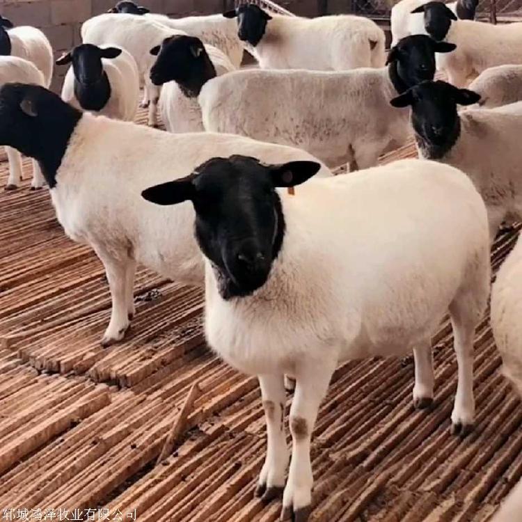 动物种苗 自繁自养白头杜泊绵羊二产母羊自由挑选4