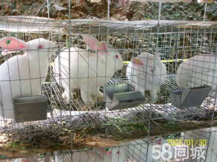 桂林永圆繁殖兔出售 帮助回收 带您开启创富之路 13年技术扶持1