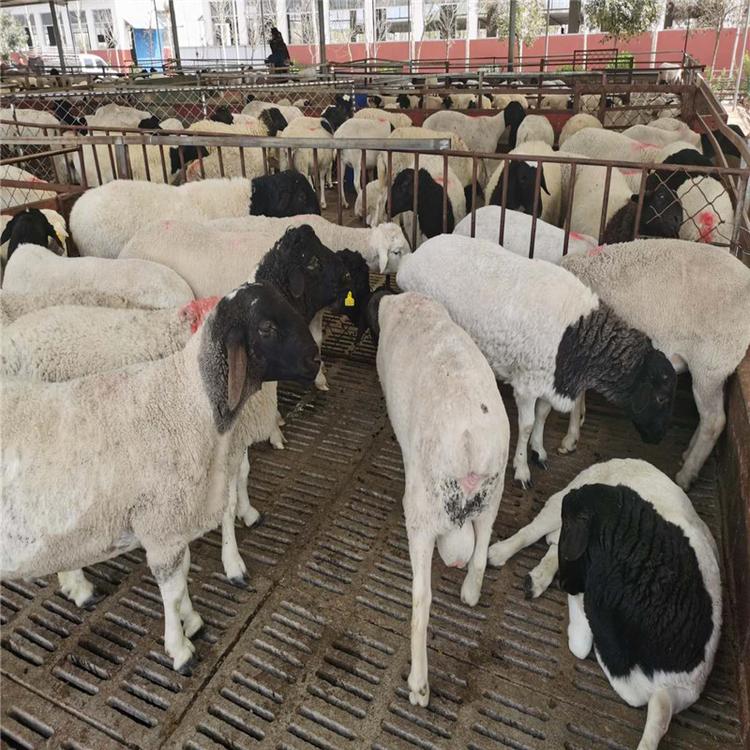 批发澳洲白绵羊母羊长得快 动物种苗5