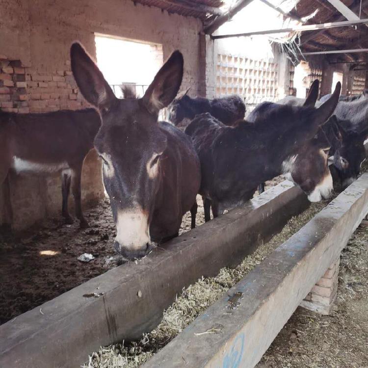 农家养殖新疆驴肉驴包送到家 动物种苗4
