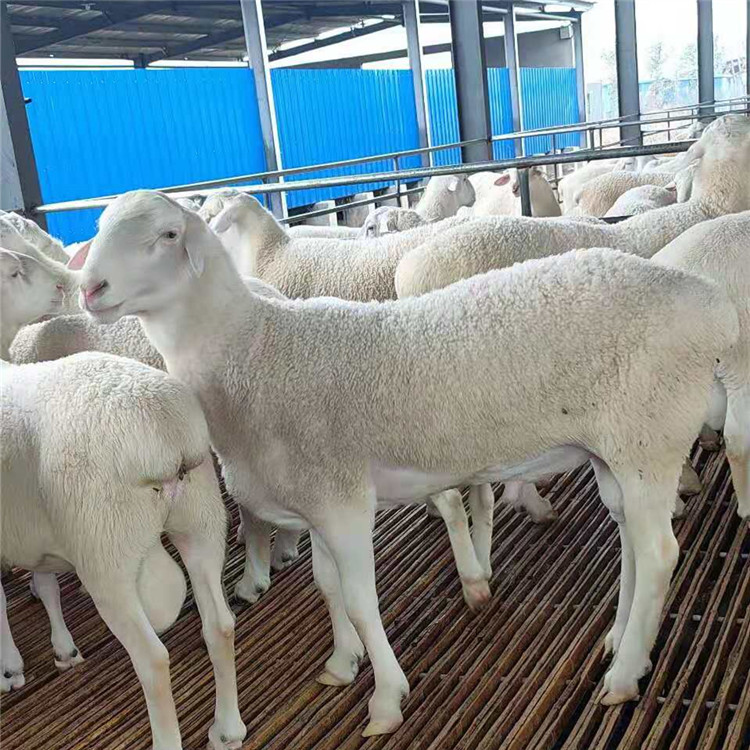 动物种苗 自繁自养白头杜泊绵羊二产母羊自由挑选5