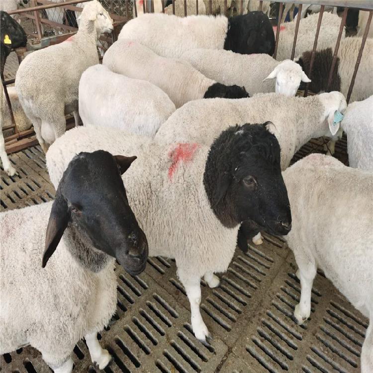 动物种苗 自繁自养白头杜泊绵羊二产母羊自由挑选1