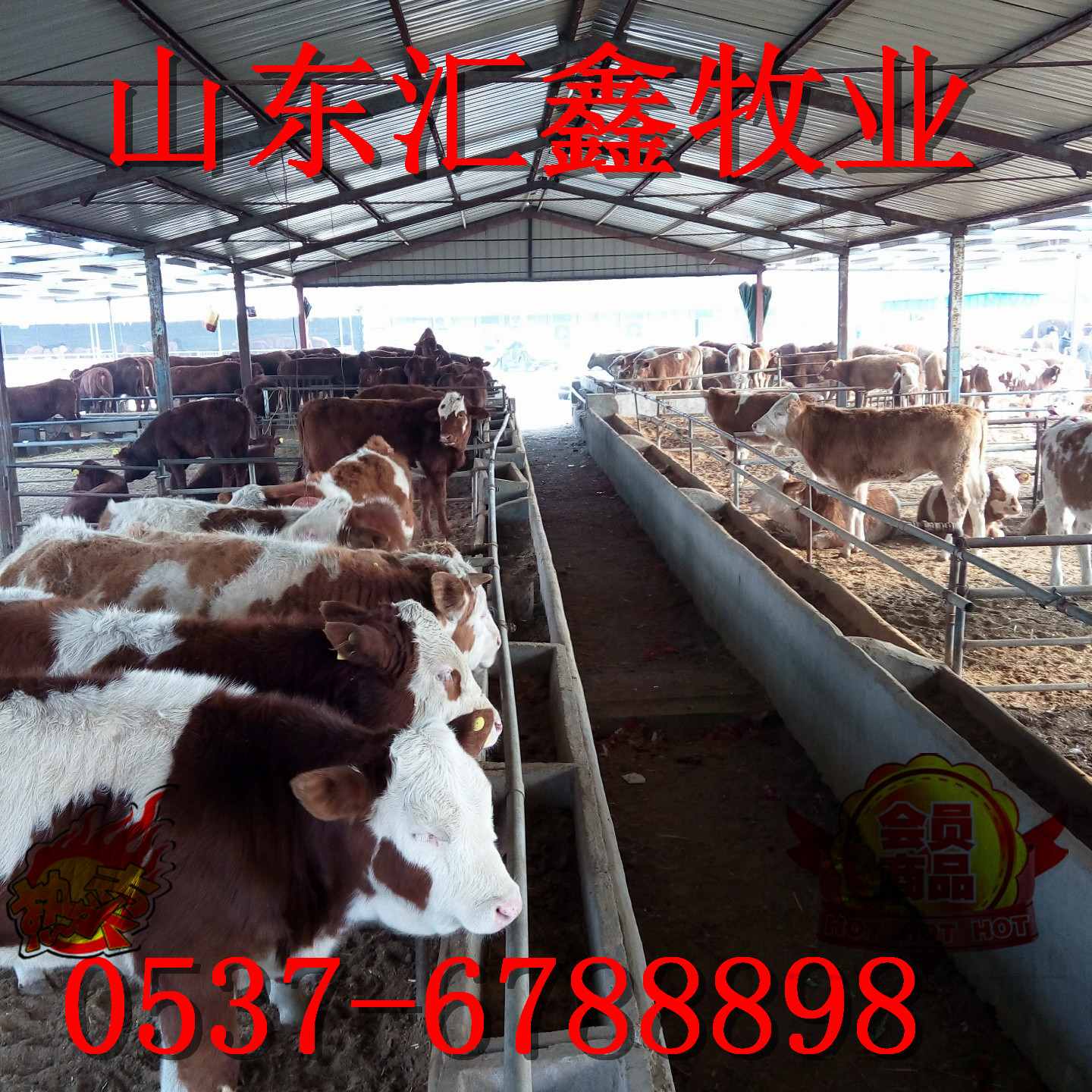 销售西门塔尔活体小牛犊种牛价格 动物种苗2