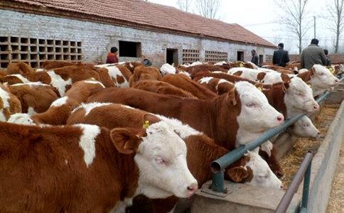 正宗西门塔尔活体肉牛犊供应商机 动物种苗9