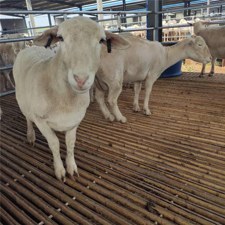 动物种苗 自繁自养白头杜泊绵羊二产母羊自由挑选8