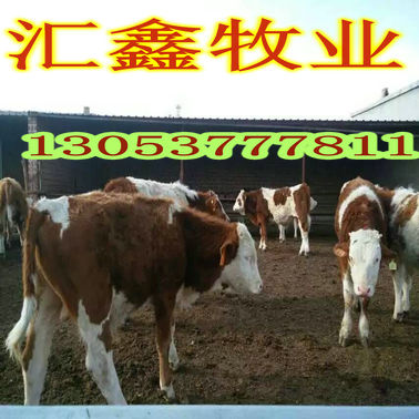 销售西门塔尔活体小牛犊种牛价格 动物种苗4