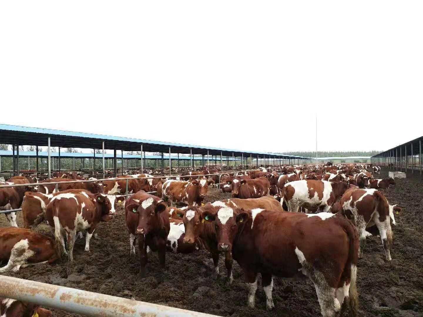 销售西门塔尔活体小牛犊种牛价格 动物种苗5