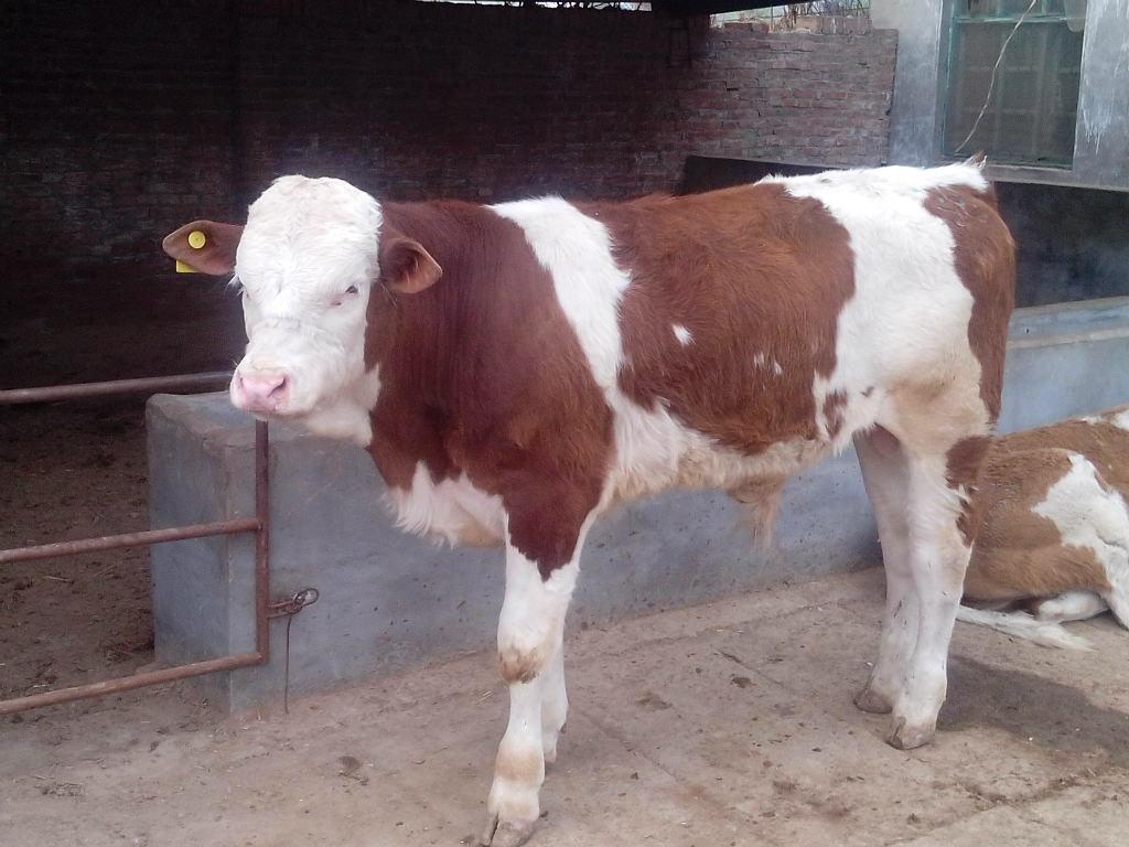 正宗西门塔尔活体肉牛犊供应商机 动物种苗7