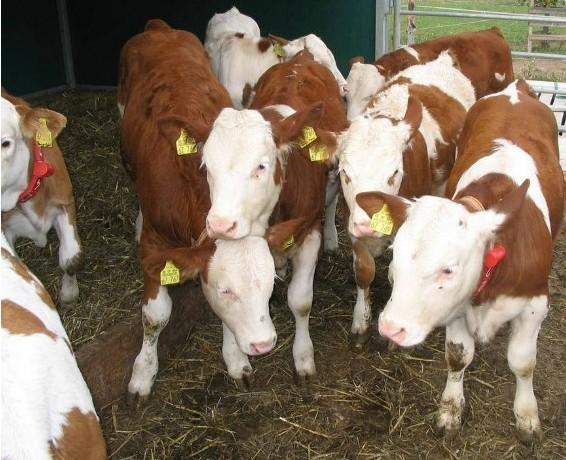 正宗西门塔尔活体肉牛犊供应商机 动物种苗3