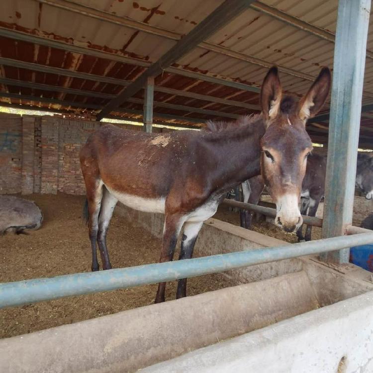 农家养殖新疆驴肉驴包送到家 动物种苗1