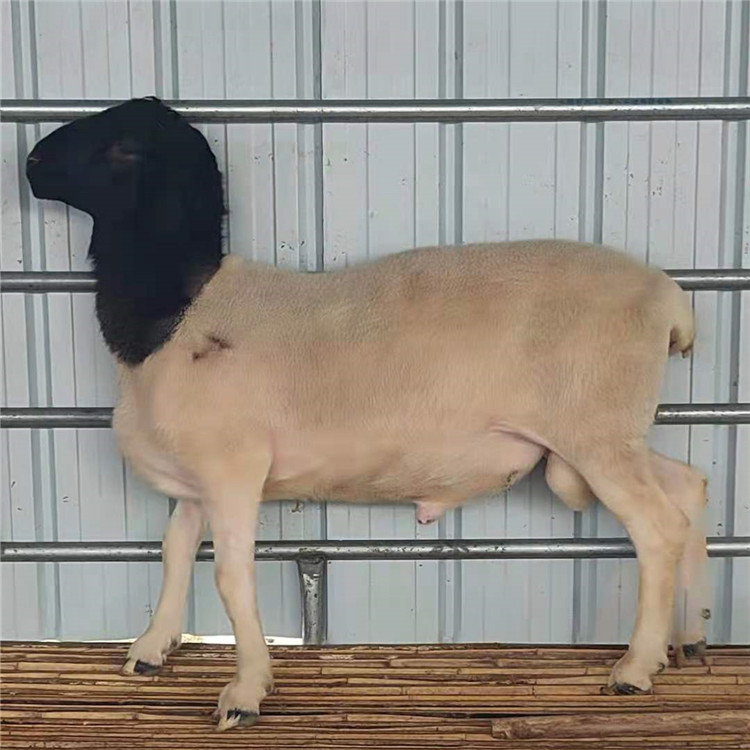 批发黑头杜泊绵羊二产母羊图片 动物种苗5
