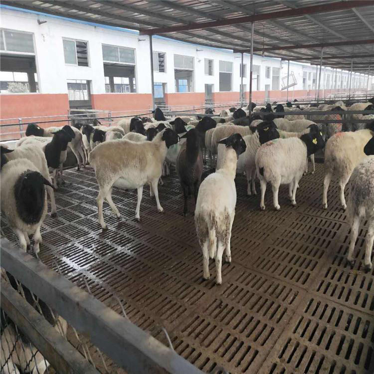 热门黑头杜泊绵羊二产母羊养殖咨询中心 动物种苗9