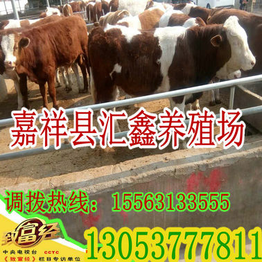 销售西门塔尔活体小牛犊种牛价格 动物种苗3