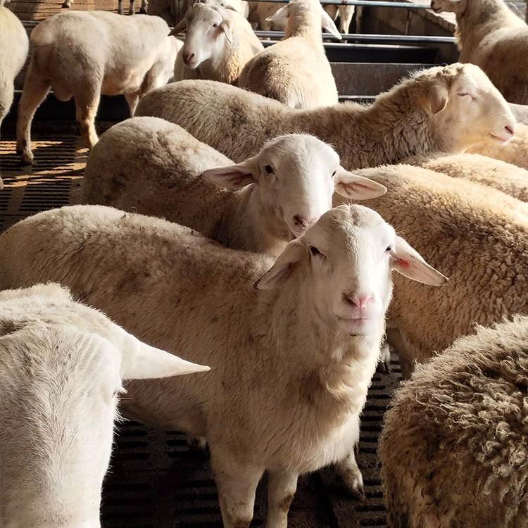 批发黑头杜泊绵羊二产母羊图片 动物种苗3