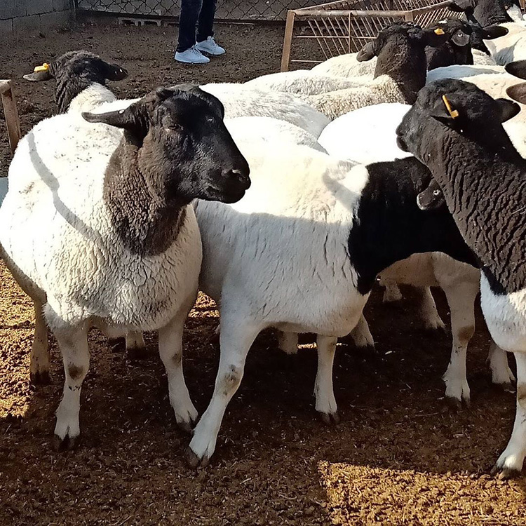 动物种苗 自繁自养白头杜泊绵羊二产母羊自由挑选7