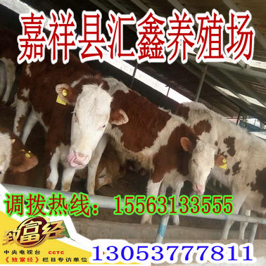 销售西门塔尔活体小牛犊种牛价格 动物种苗8