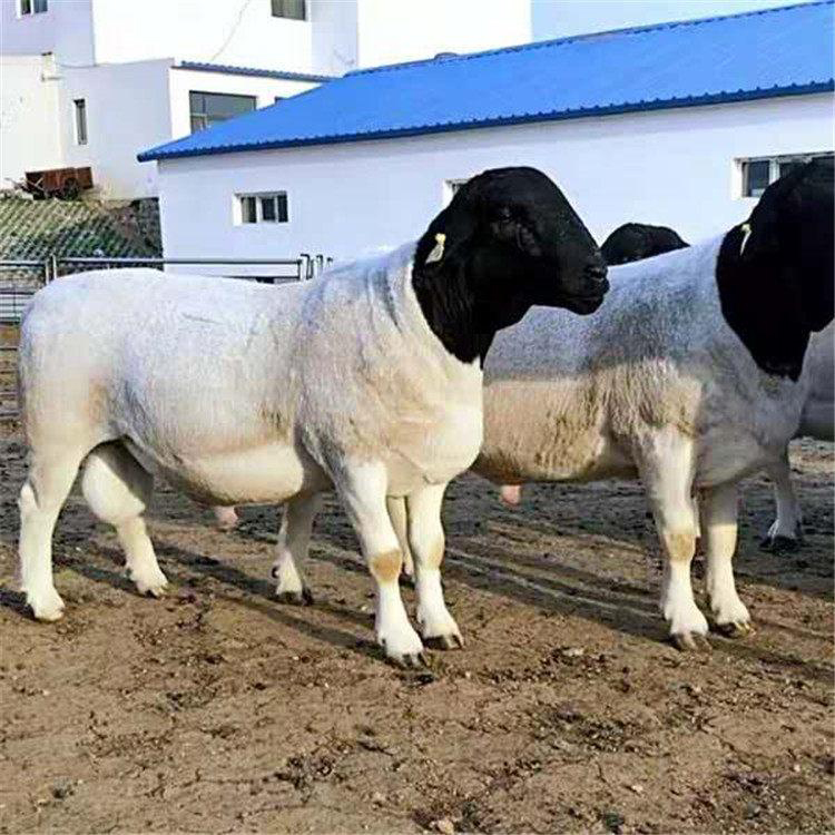 批发黑头杜泊绵羊二产母羊图片 动物种苗7