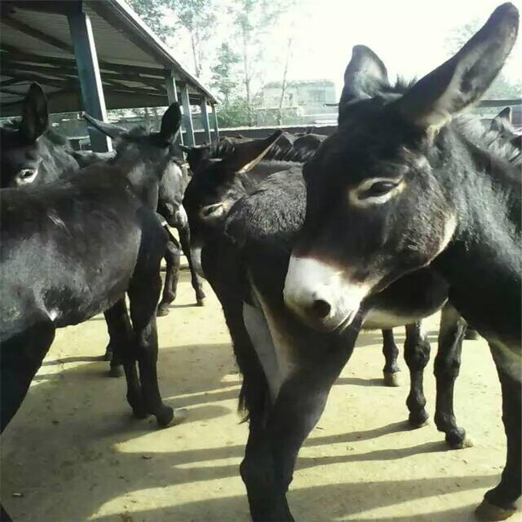 动物种苗 正规厂家云南驴小驴驹养殖经济效益