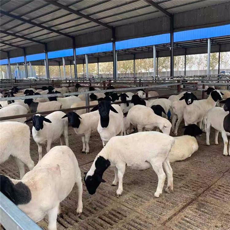 批发澳洲白绵羊母羊长得快 动物种苗8