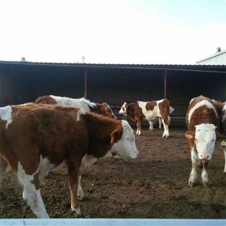 正宗西门塔尔活体肉牛犊供应商机 动物种苗6