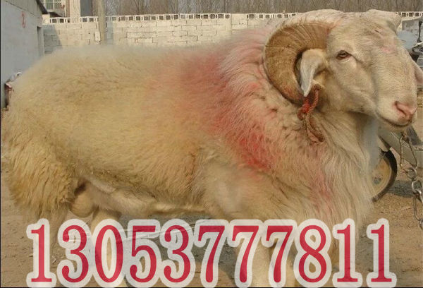 批发澳洲白绵羊母羊长得快 动物种苗7