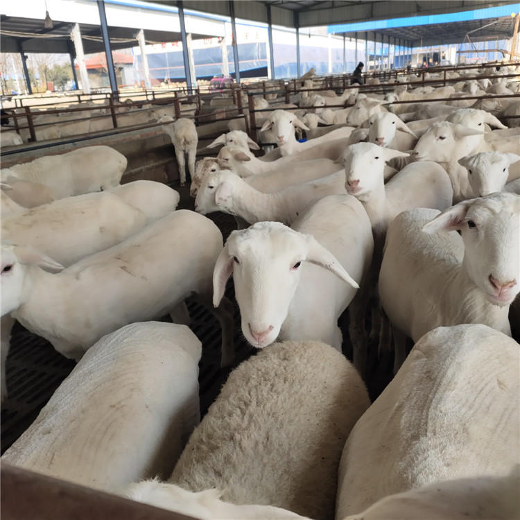 批发澳洲白绵羊母羊长得快 动物种苗2