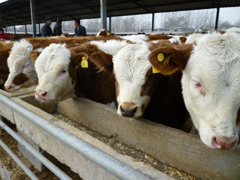 正宗西门塔尔活体肉牛犊供应商机 动物种苗4